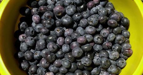 Peak blueberry season in full swing in N.Y.