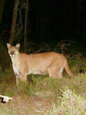 Mountain lion, date and location unknown