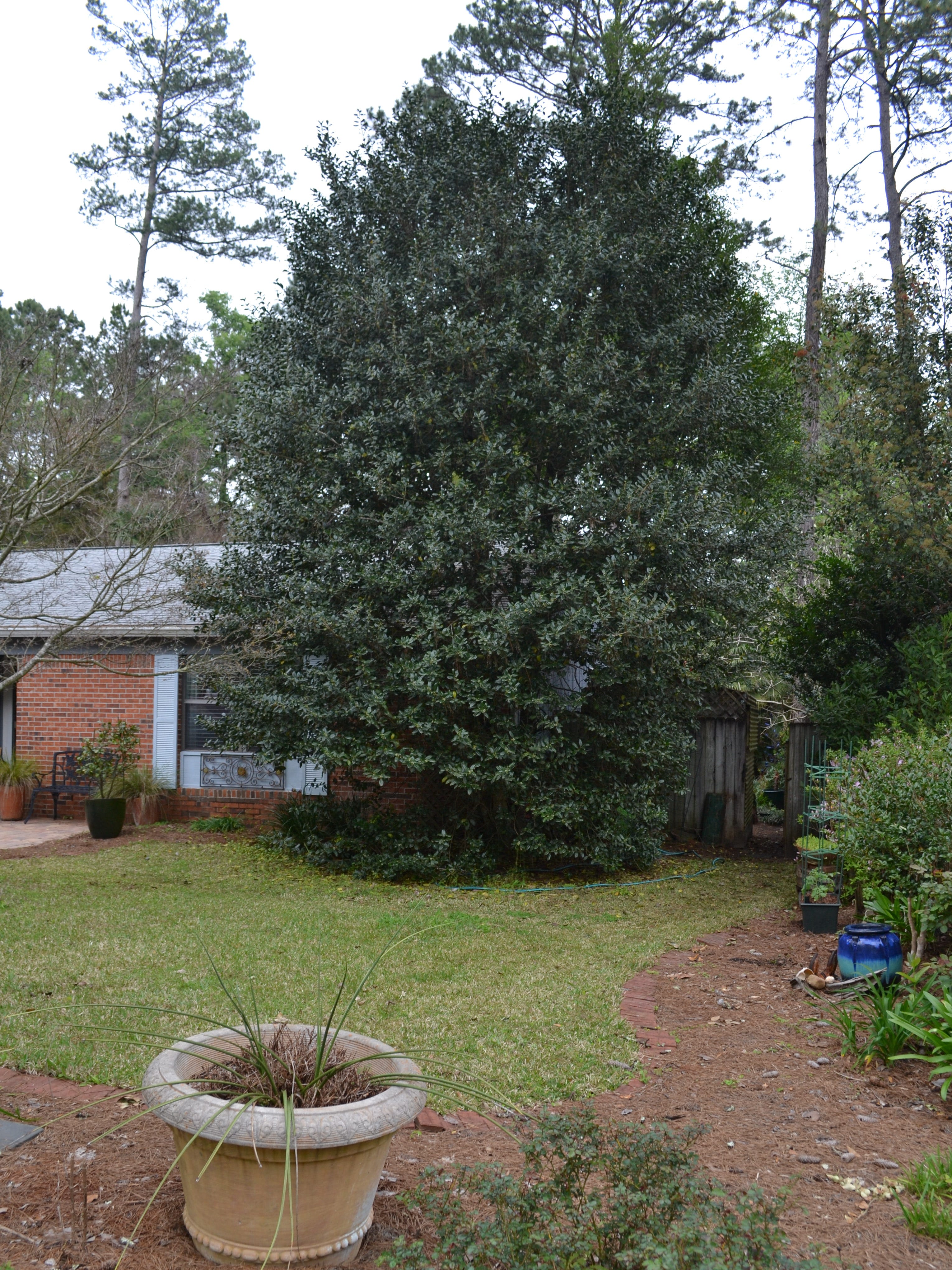 Replacing Overgrown Shrubs Can Mprove Curb Appeal