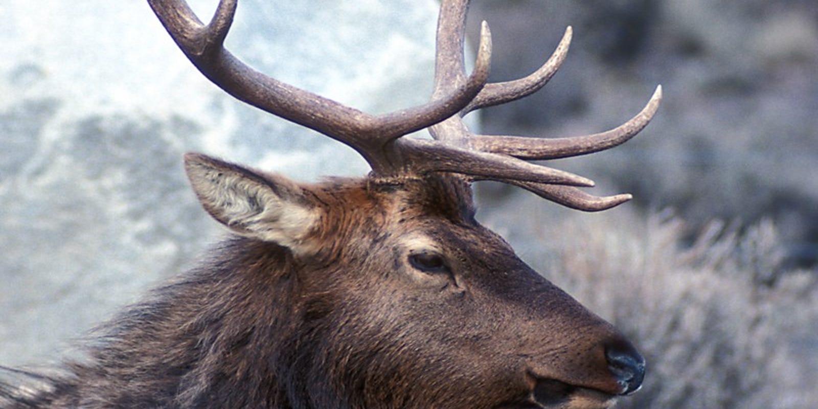 Why Do Elk Migrate