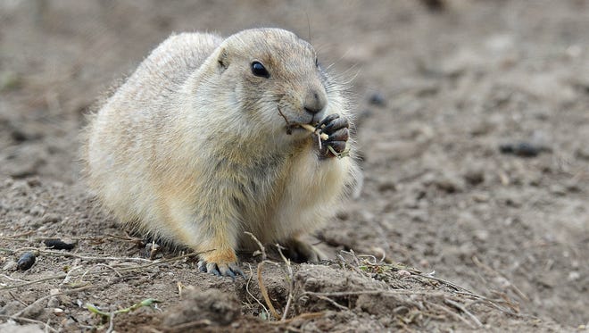 The Prairie Dog Relocation Group hopes to find a new home for the colony at Lemay Avenue and Buckingham Street. 