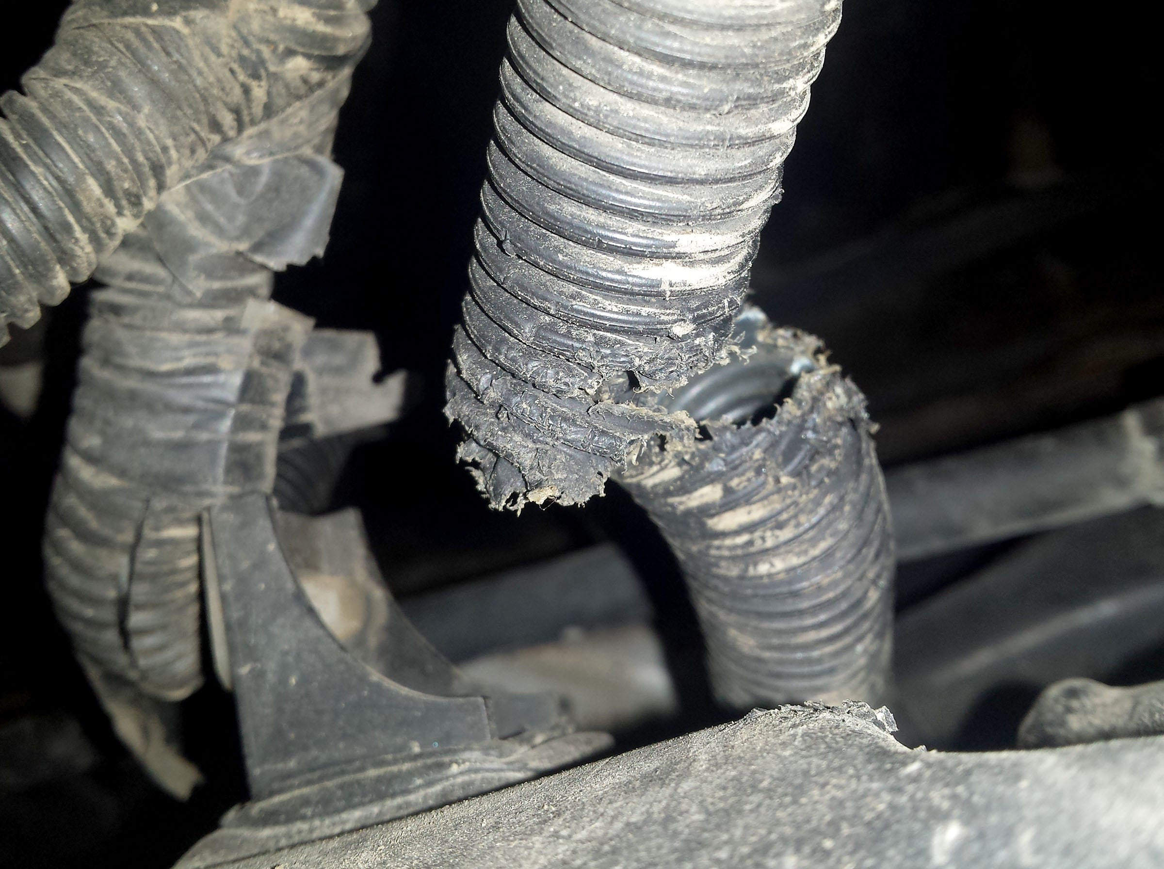 Rats eat through your car wiring? Hereu0027s why itu0027s happening