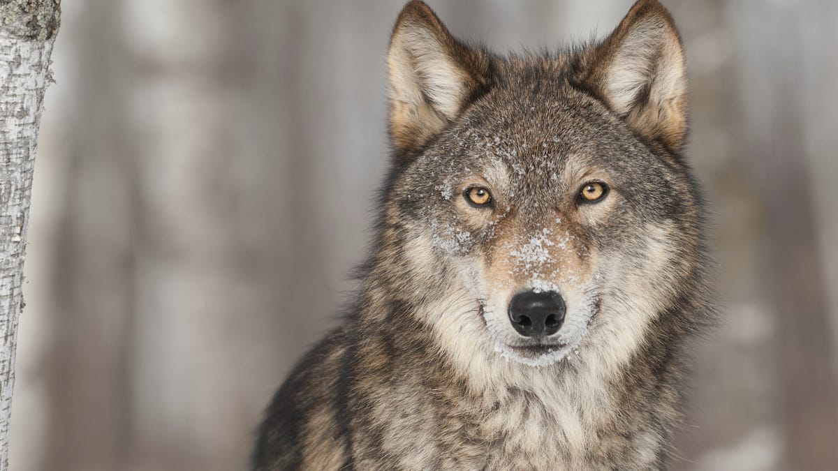 Worried about wolves in Colorado? Attacks on humans are rare, but here are safety tips