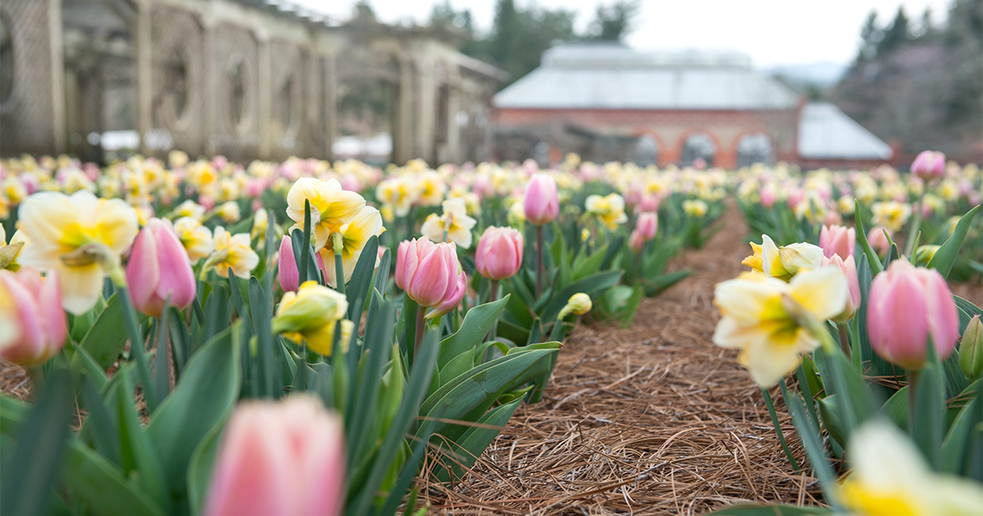 Answer Man 3 Million Plants Trees At Biltmore Estate