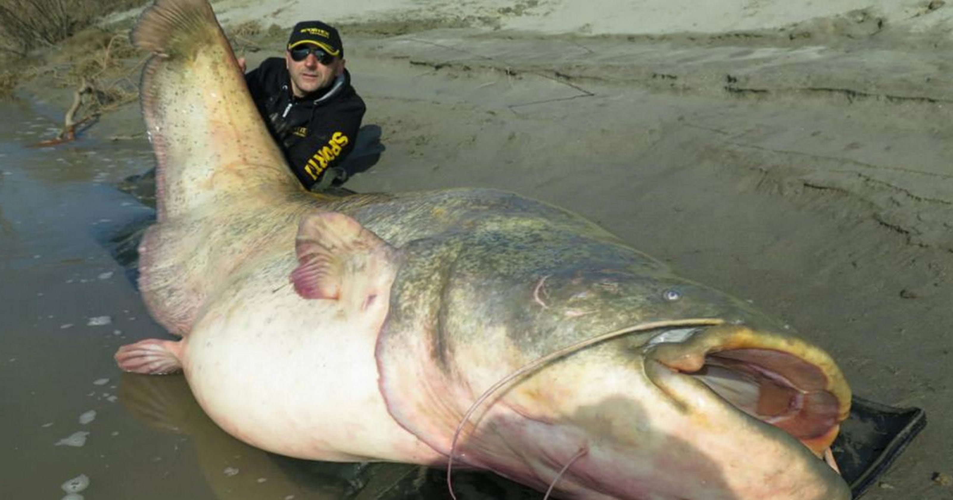 Italian fisherman catches monstrous 280pound catfish