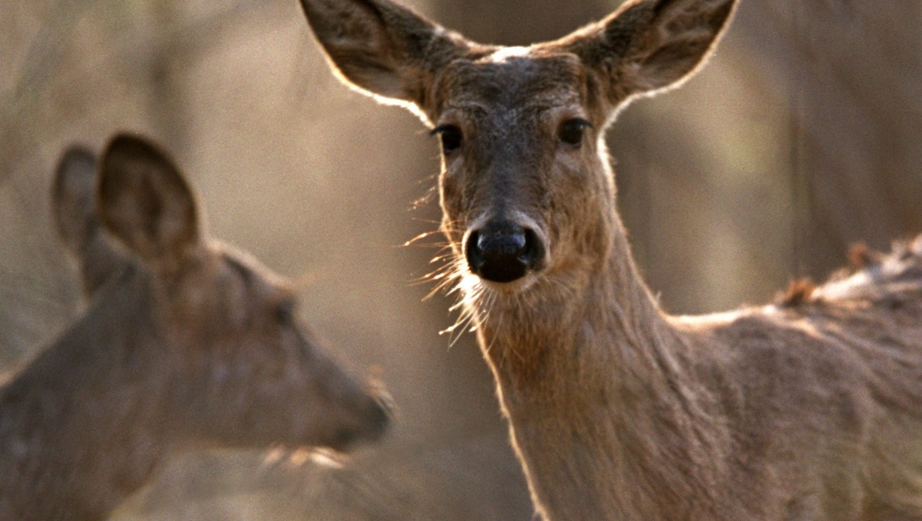 Michigan deer exposed to coronavirus What it means