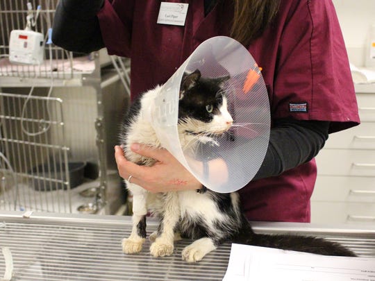 Florida Zombie Cat Seemingly Crawls Back From Death