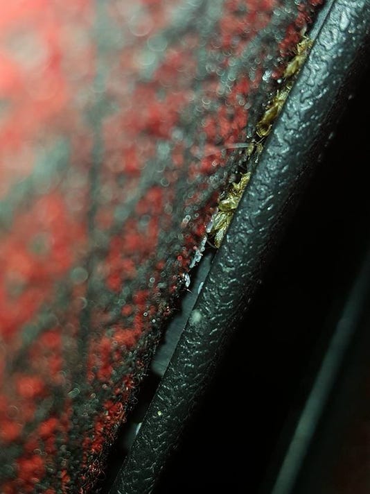Tiny Hitchhikers Bedbugs Infest More Than Beds