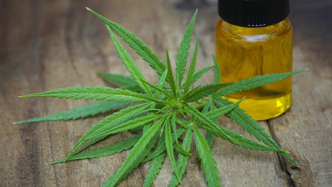 Green leaves of medicinal cannabis with extract oil. Credit: Getty Images