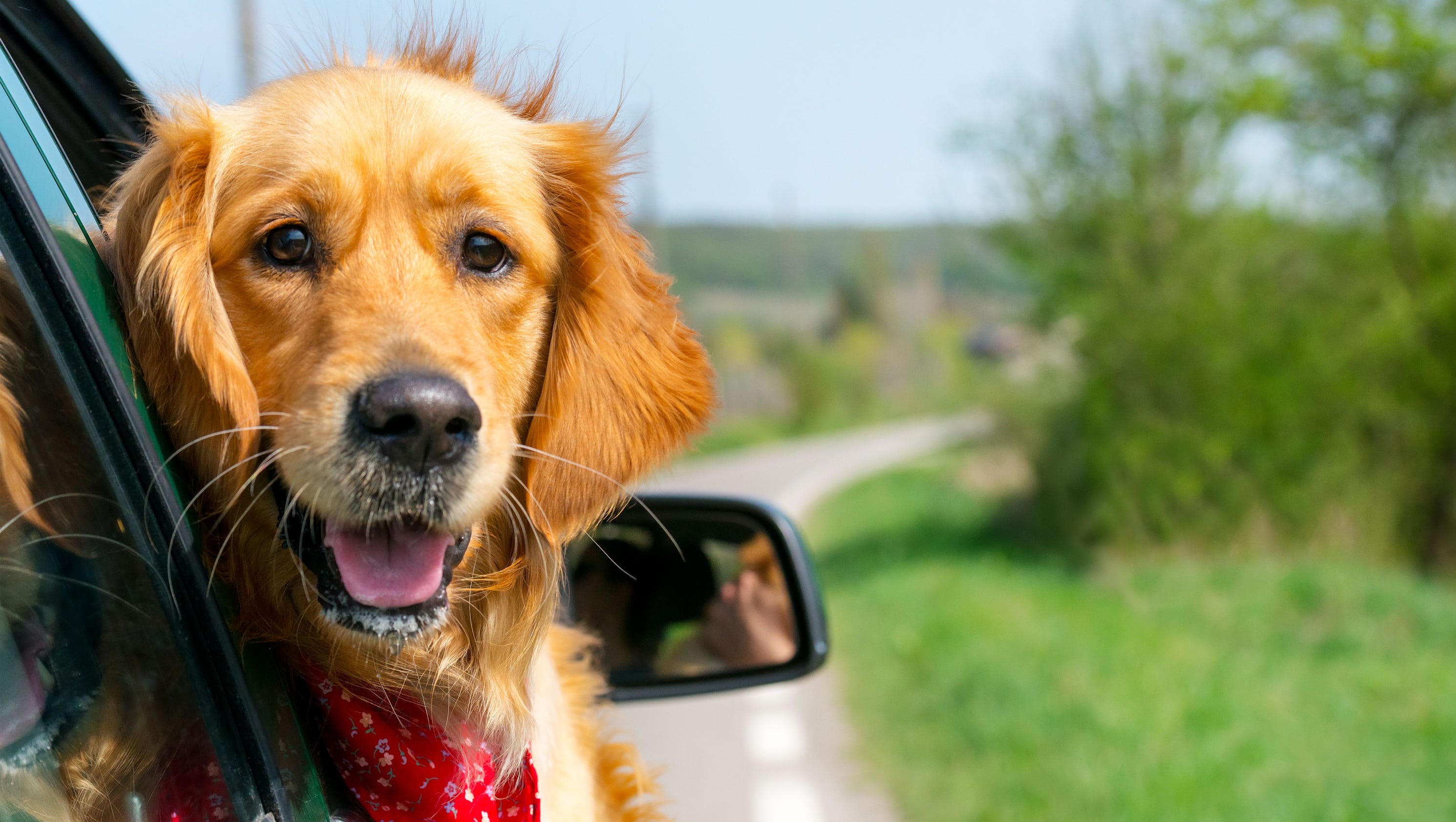 dogs who travel well