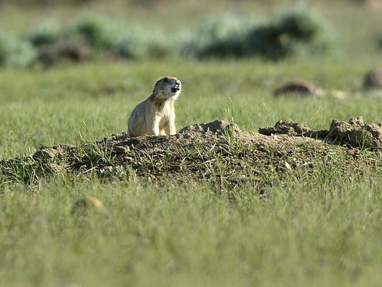 The Slaughter Of Innocents Should The Prairie Dogs Die