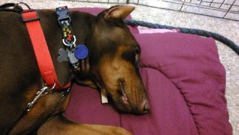 Lucille, 18 months old red and rust female Doberman who is unsure of her world and working hard on gaining confidence.