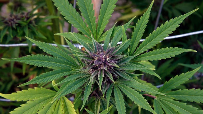 A marijuana plant grows at the River Rock marijuana growing facility, in Denver, on Oct. 23.