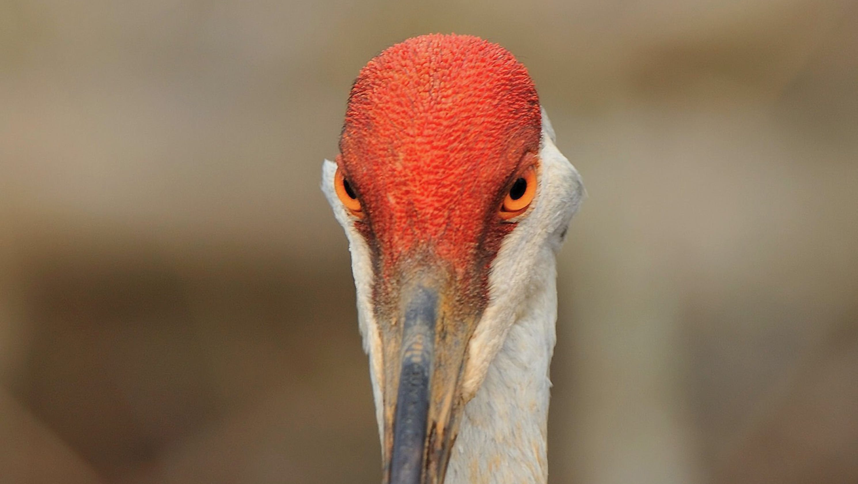 Feds We'll grant sandhill crane hunt if Michigan asks
