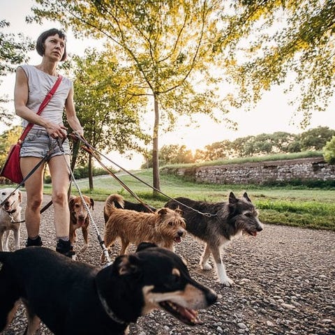 A person wearing headphones walks many dogs in a p