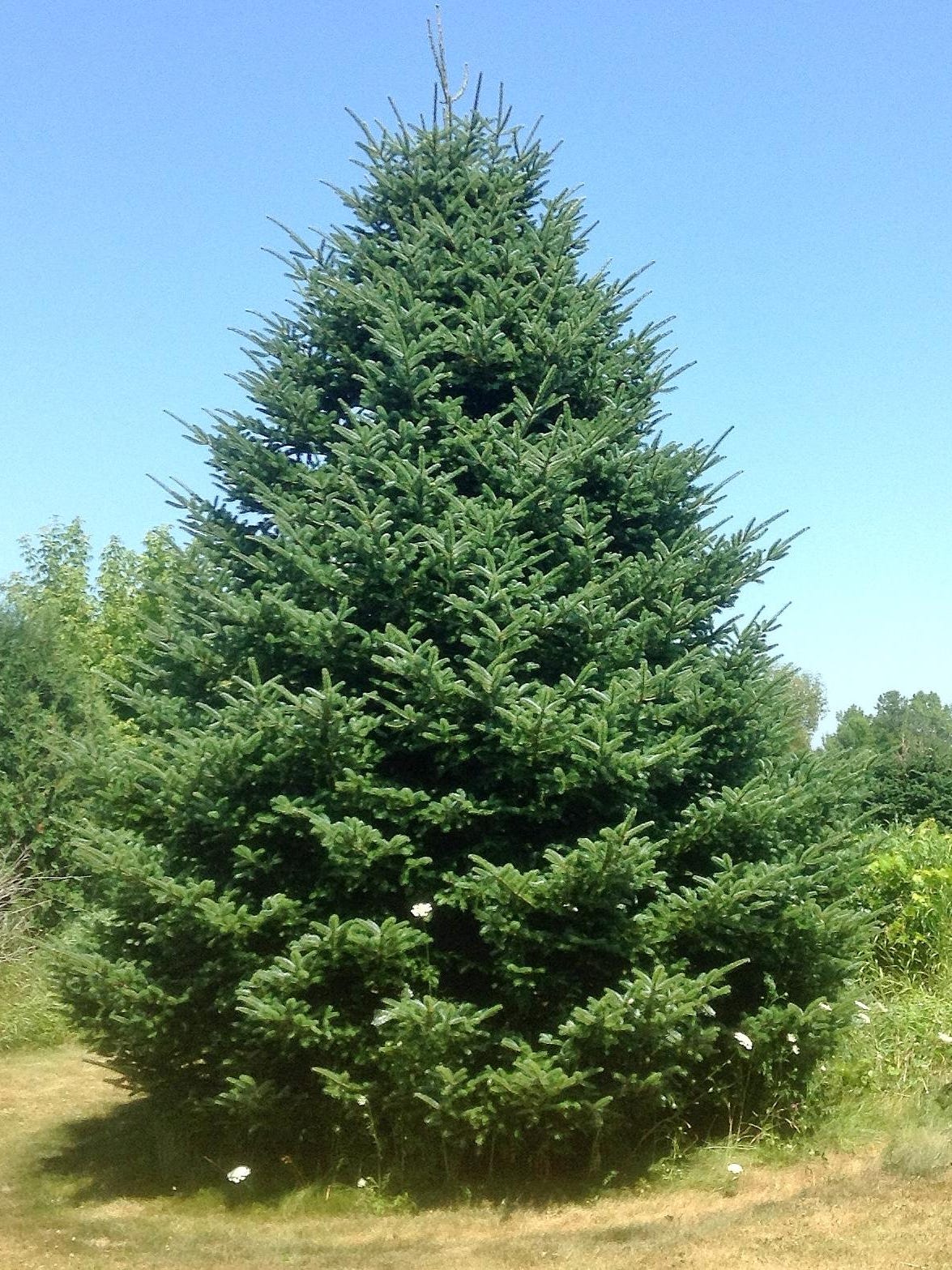 oconto farm to provide christmas tree to white house whispering pines christmas tree farm