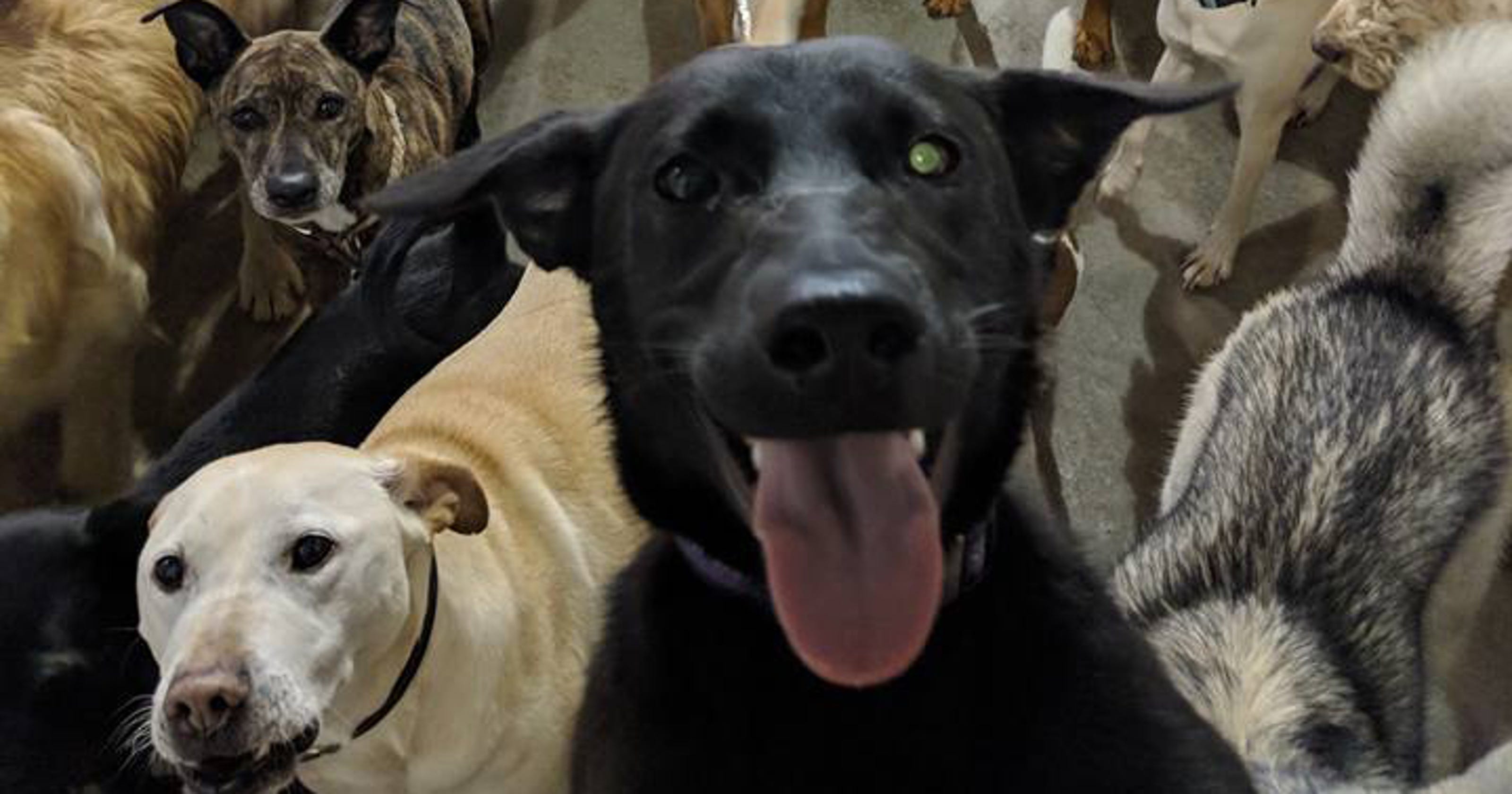 Dog 'selfie' Doggy day care photo captures hearts