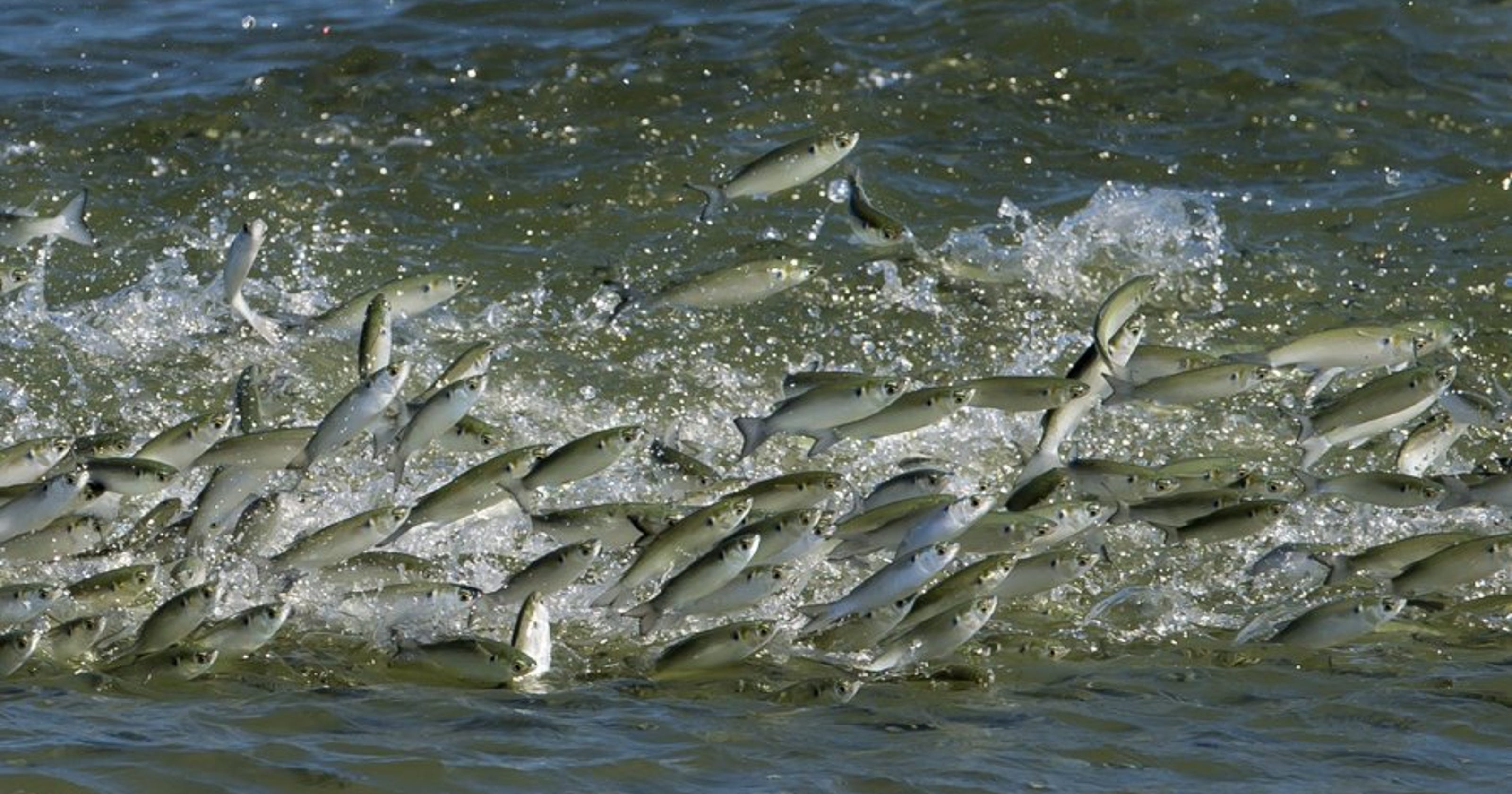 Treasure Coast Fishing Report Mullet run amid muddy water