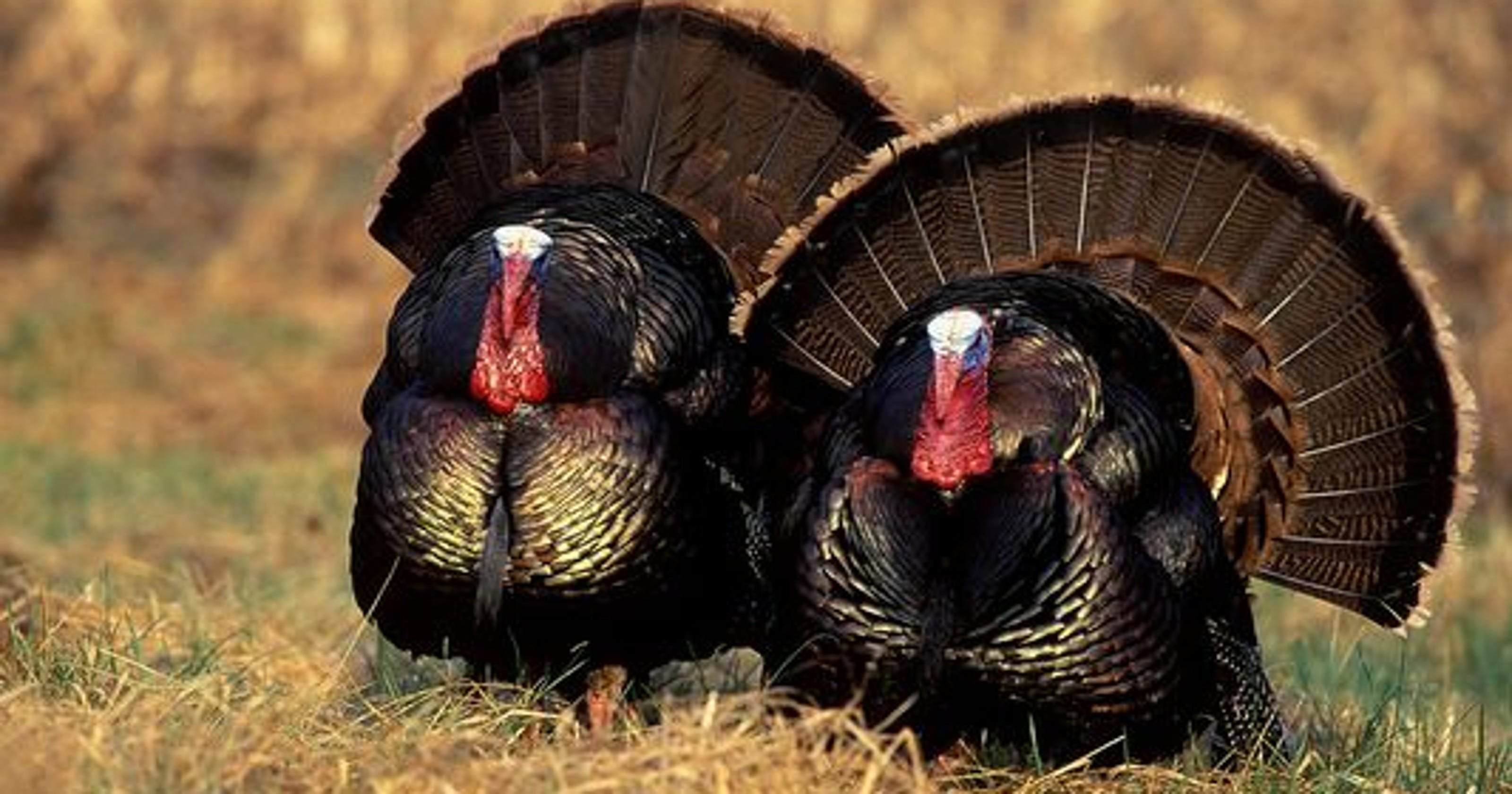 Fall turkey hunting season opens Saturday