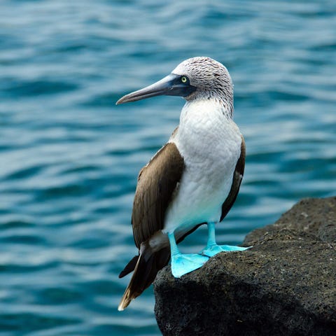 A lone blue-footed booby stands on shore in the Ga