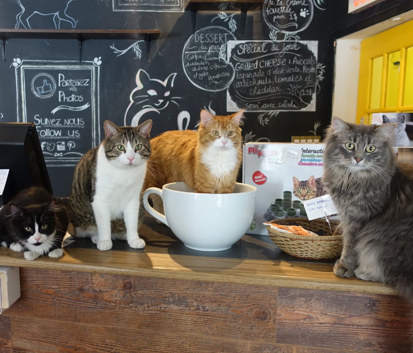 As the first cat cafe to open in North America, Cafe Chat L'Heureux in Montreal is a must-visit for cat lovers. Featuring a dozen cats from local shelters, this is a great place to hang out with felines and even do a little shopping for your pet back