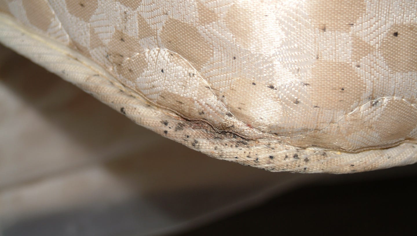 Bed Bugs Disappeared For 40 Years Now They Re Back Here S What