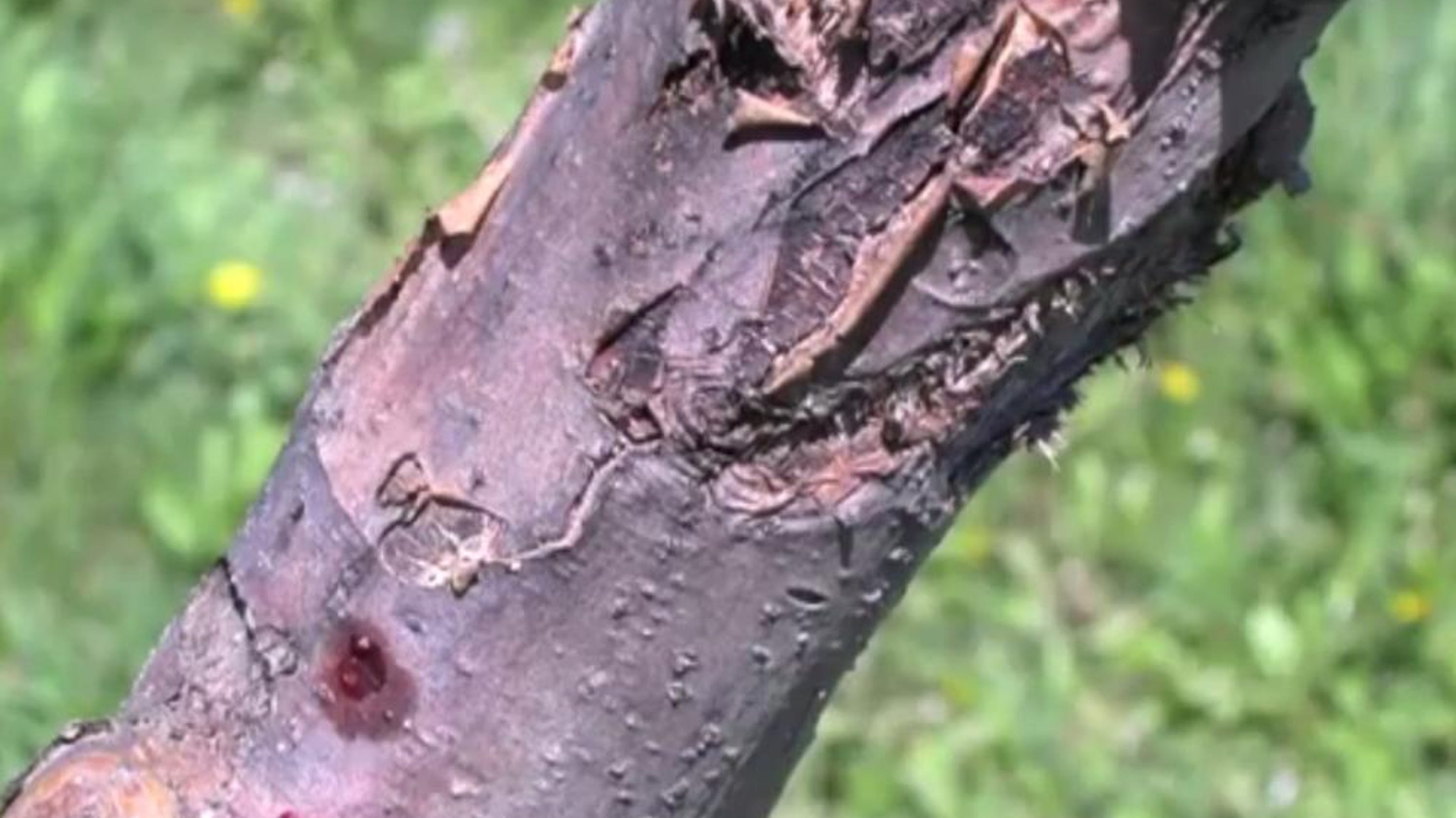 fire blight of apple
