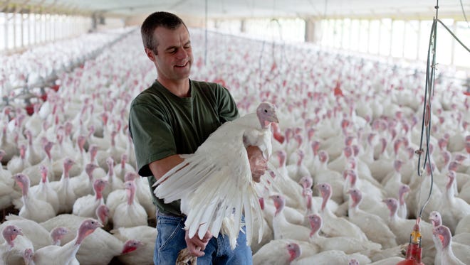 David Martin last year at his farm in Lebanon, Pa., where turkeys are raised without the use of antibiotics.