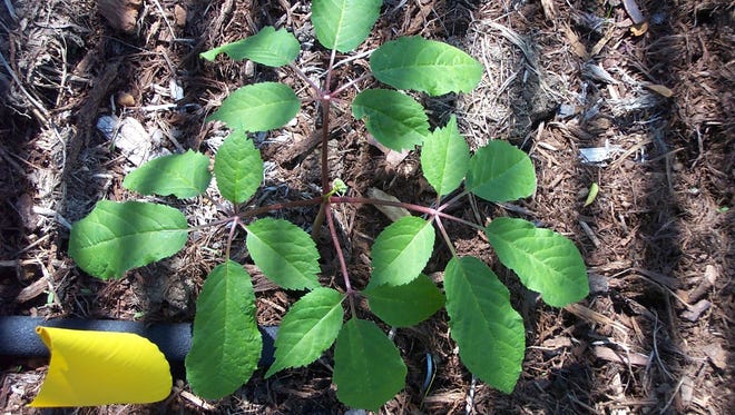 Η Απαλαχία ήταν κάποτε το κέντρο μιας αυτοκρατορίας τζίνσενγκ πολλών εκατομμυρίων δολαρίων Η Απαλαχία ήταν κάποτε το κέντρο μιας αυτοκρατορίας τζίνσενγκ πολλών εκατομμυρίων δολαρίων