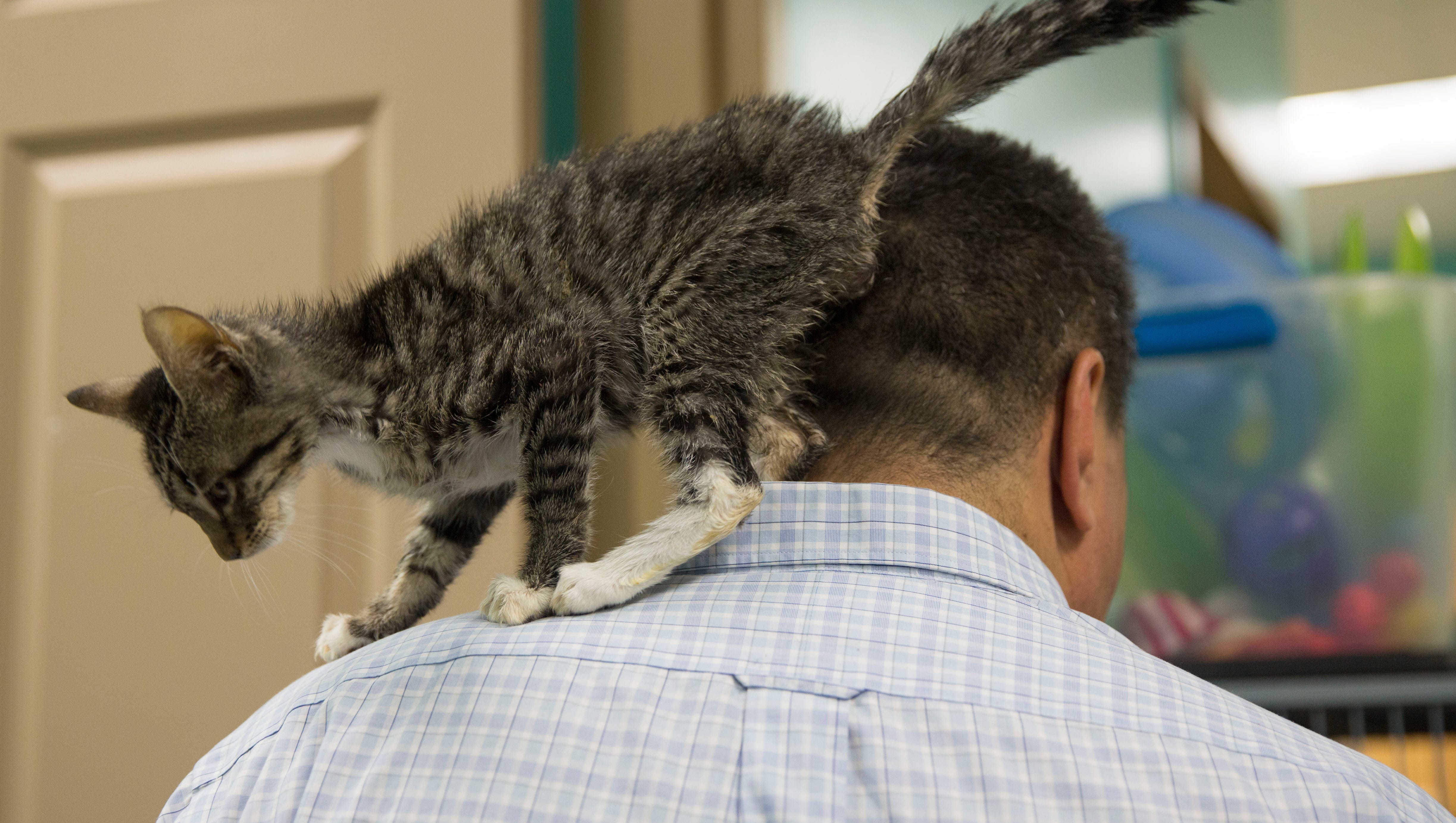Naples Cat Alliance Shelter Overflowing With Almost 300 Animals