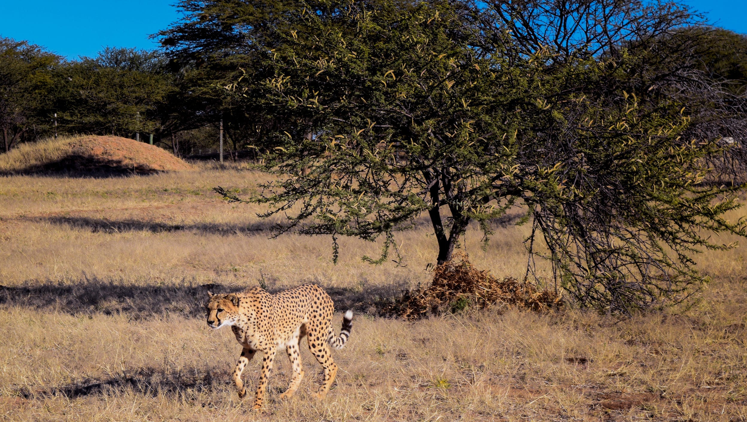 Saving The Cheetahs