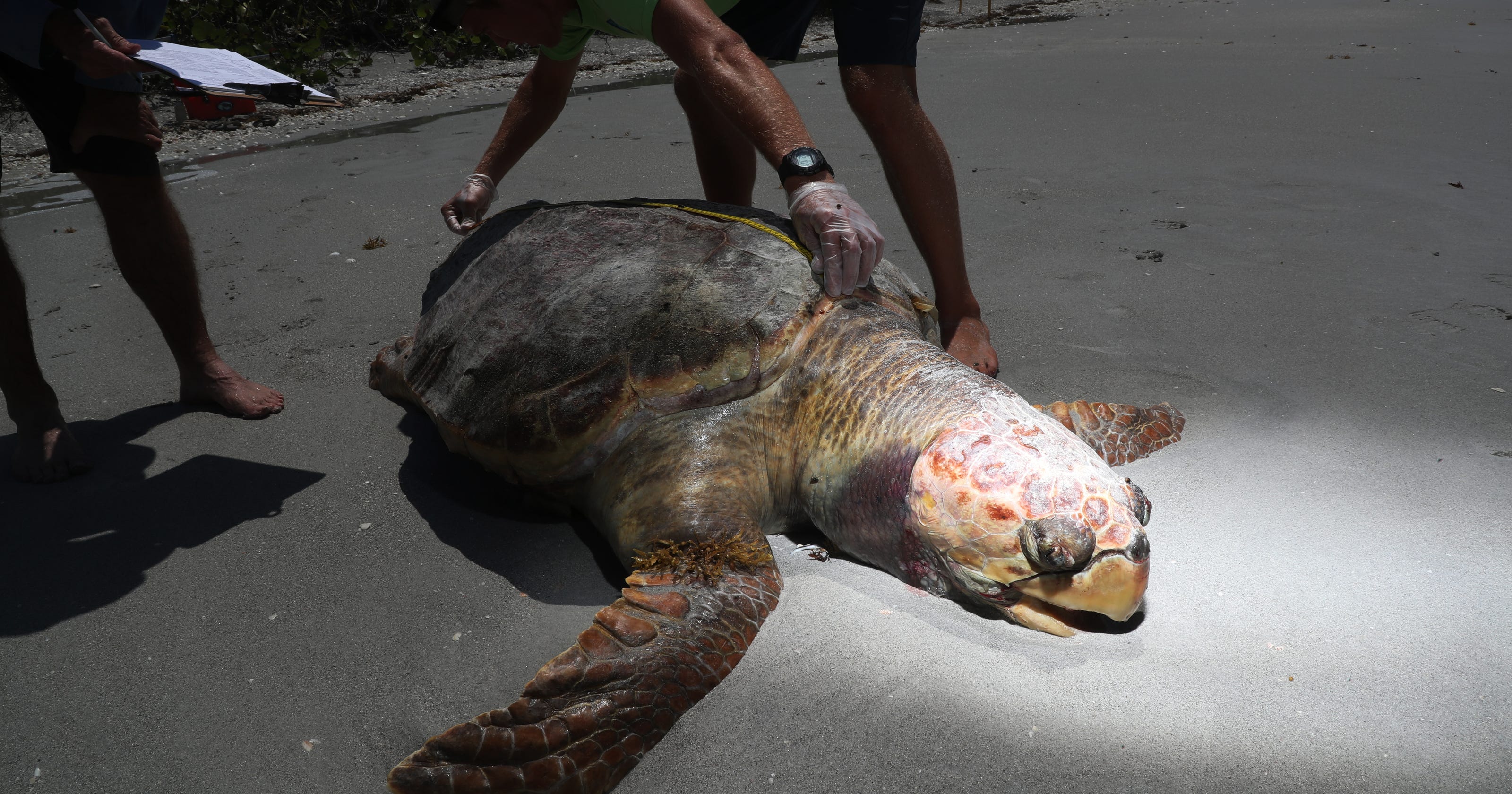Sea Turtles Dying By The Hundreds Wash Ashore On Florida