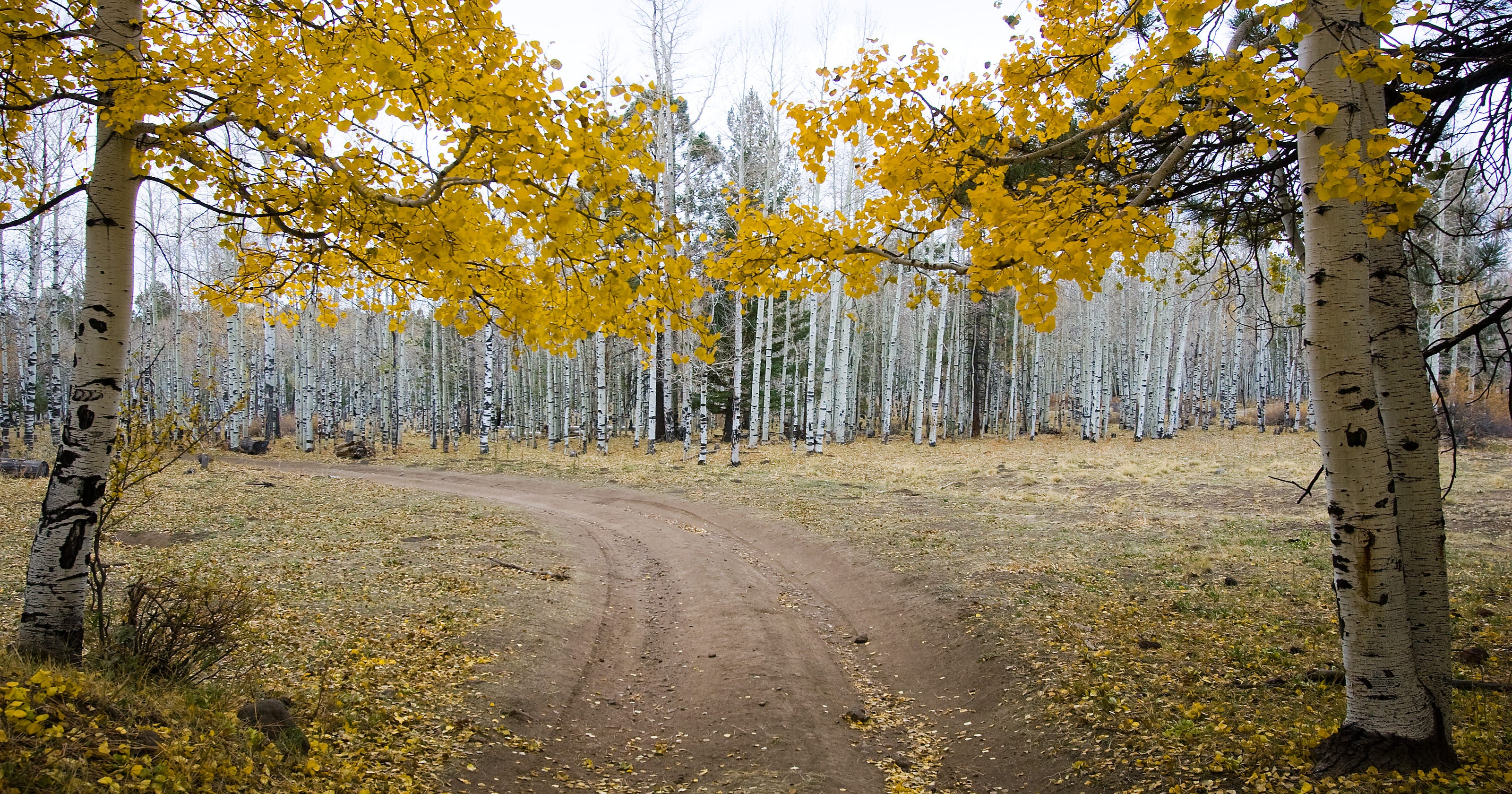 Top 11 things to do in Flagstaff