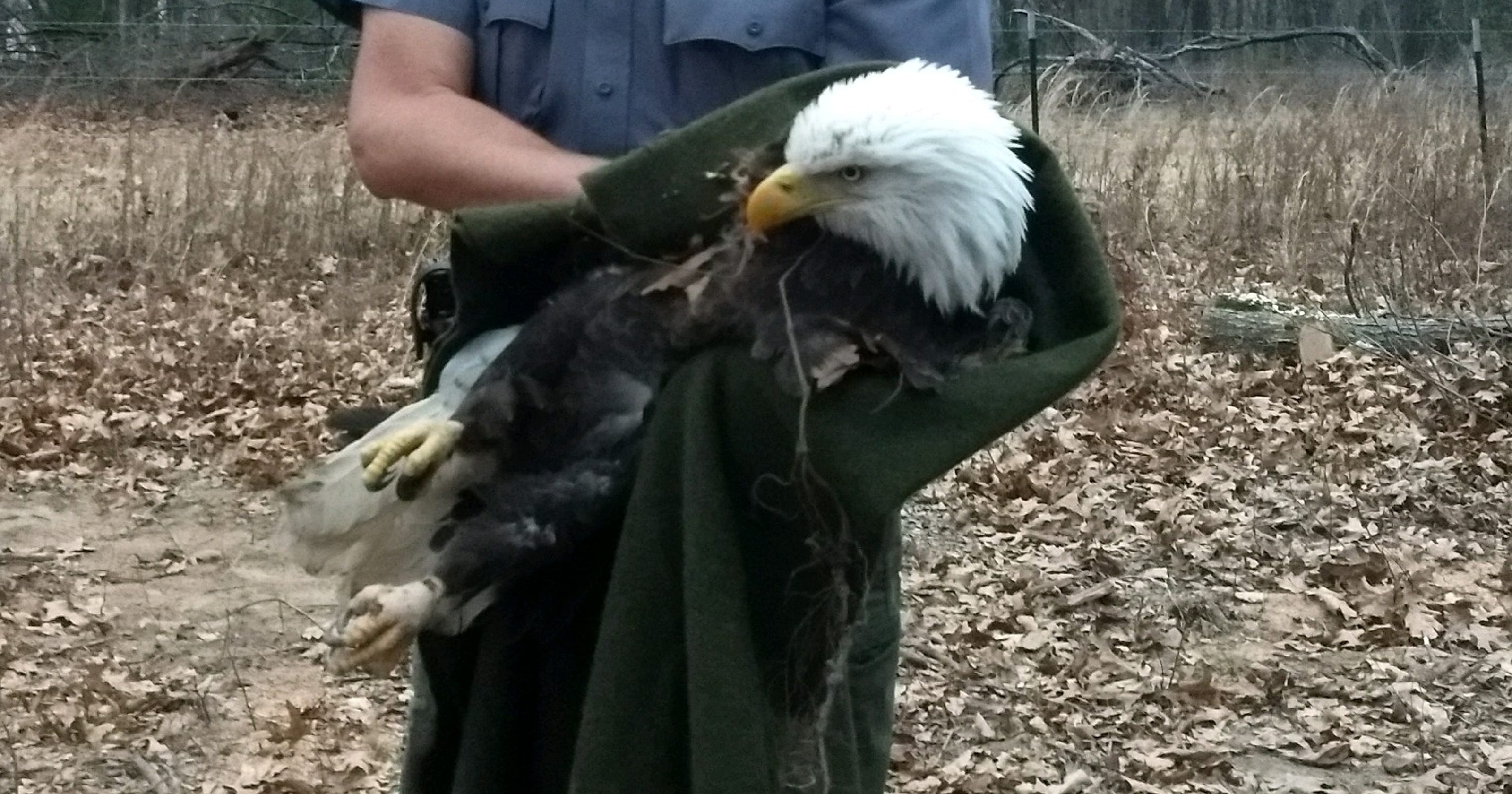 Foot caught in steel trap, Stockton Lake bald eagle catches a lucky break