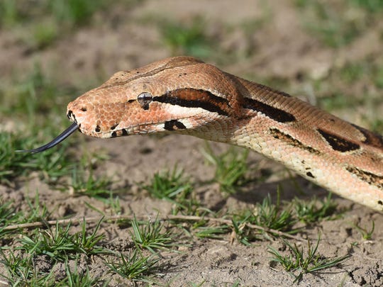 ReptiDay is Saturday at the Port St. Lucie Community Center.