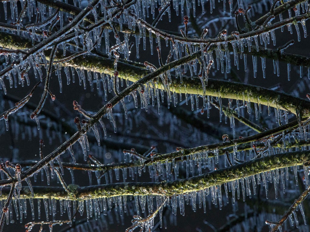 Icicles form in freezing rain on branches on a maple tree in Eugene, Ore.