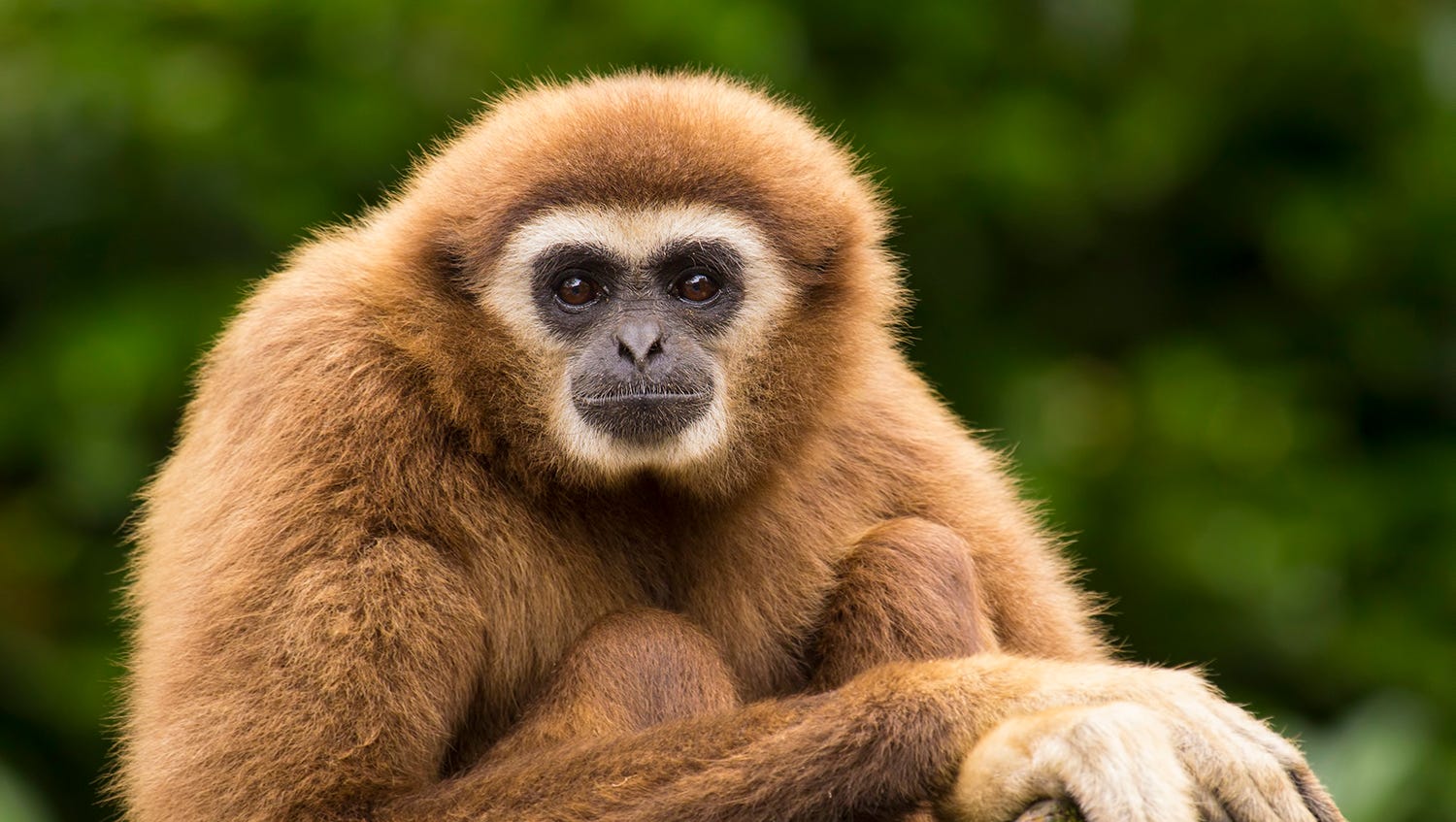Extinct gibbon discovered in ancient Chinese tomb
