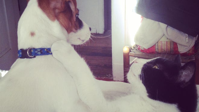 Colby the Jack Russell and Cookie the tuxedo cat eye each other up before a sparring match.
