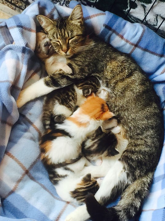 Mother cat takes orphan pup into her care