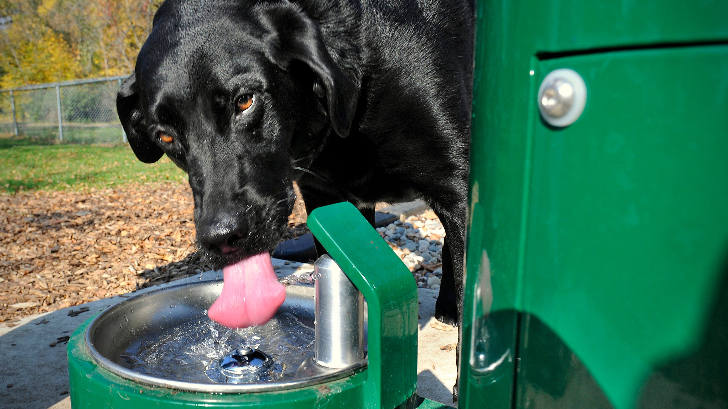 Friends dedicate Whitney Dog Park fountain for fur kids