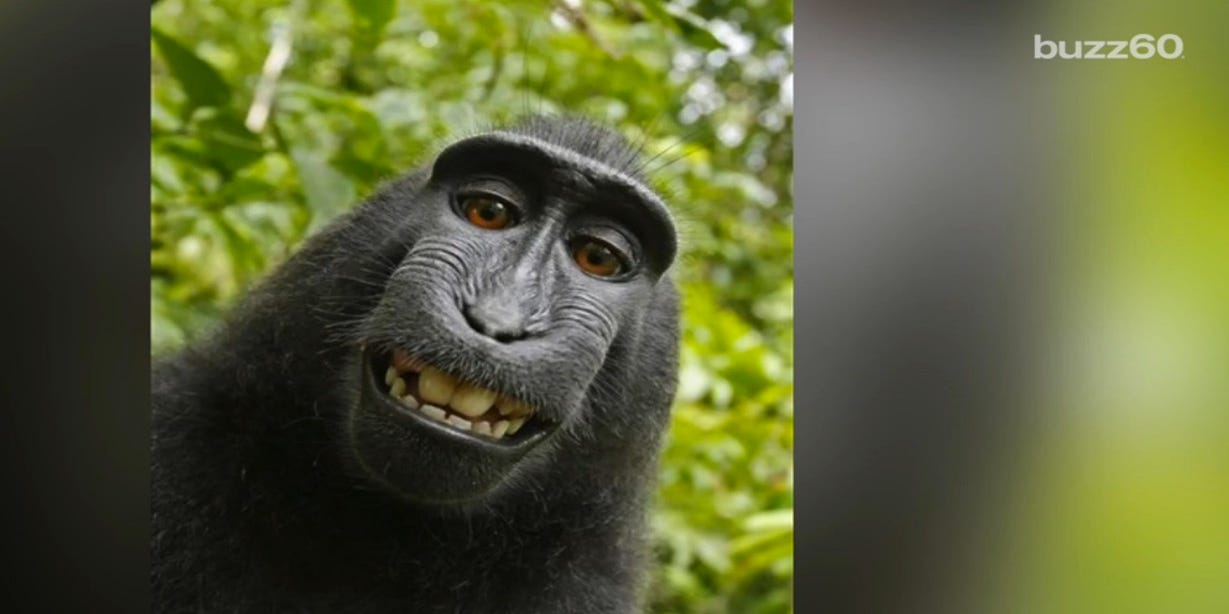 Monkey Selfie Copyright Case For Naruto The Crested Macaque Ends Monkey Selfie Copyright Case For Naruto The Crested Macaque Ends