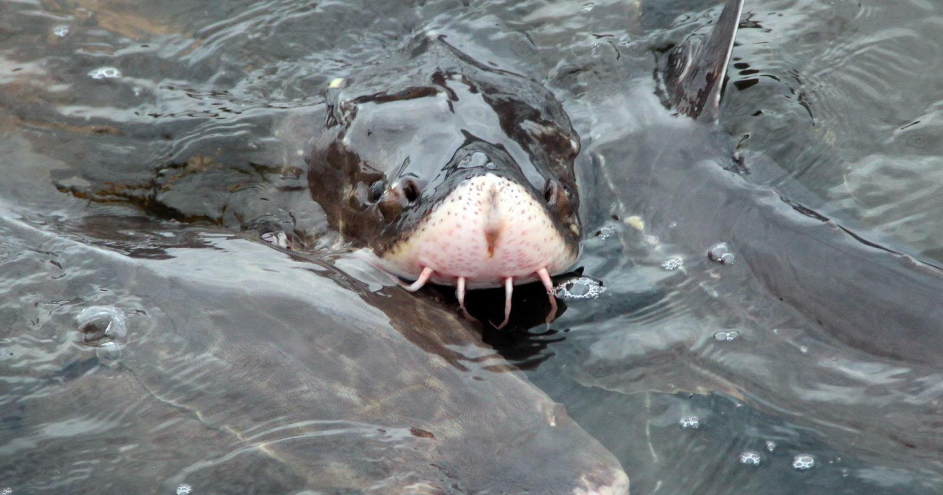 Sturgeon spawning on Milwaukee River could be just years away
