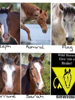 Five Salt River horses were killed by vehicles along the Bush Highway. Two of the horses had unborn foals.