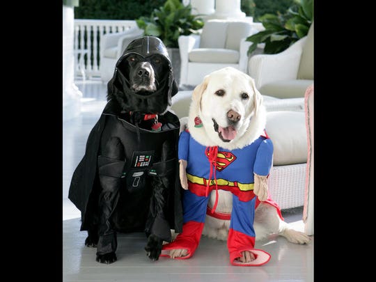Vice President Dick Cheney's Labrador retrievers Jackson,
