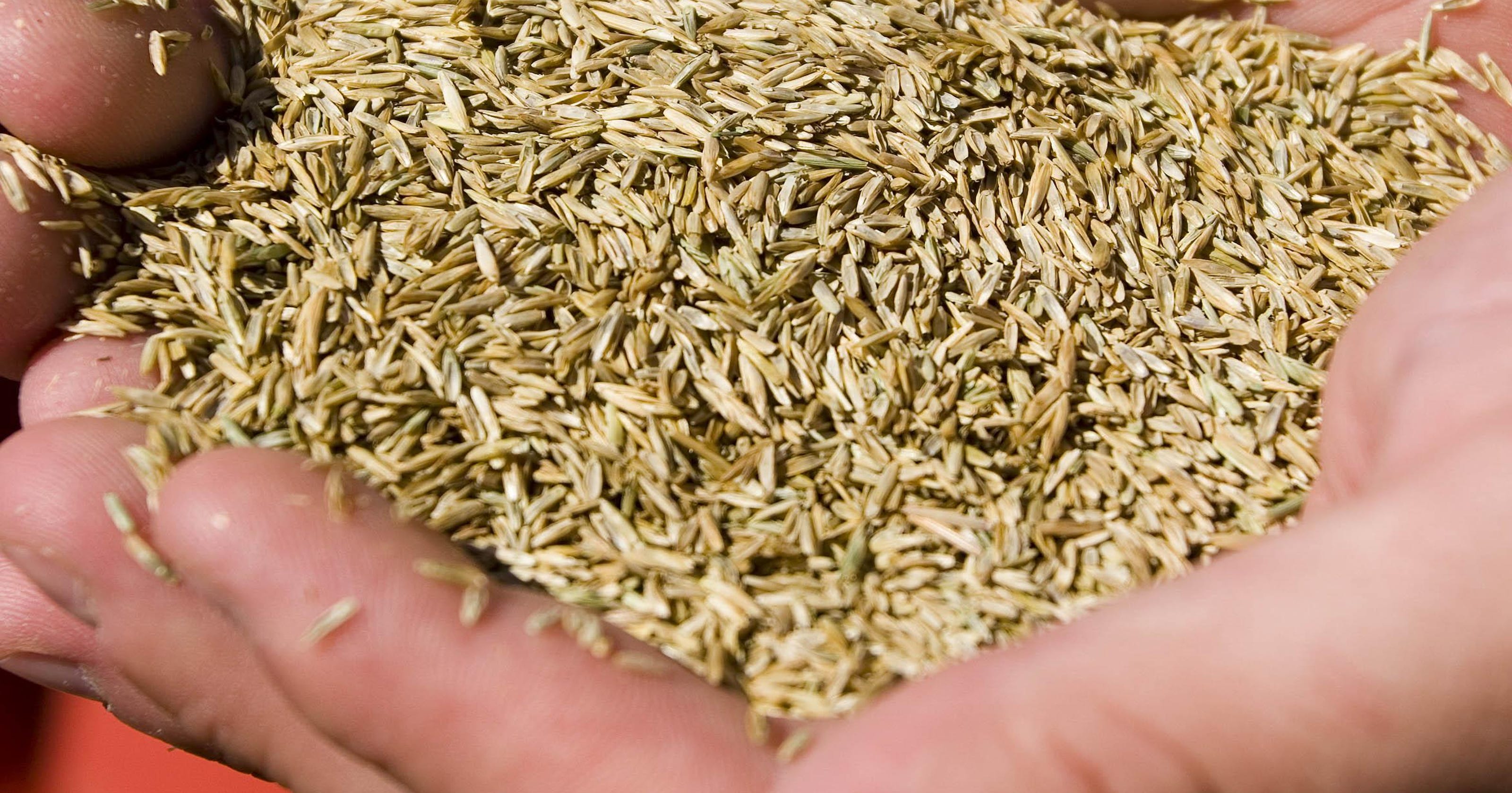 Apply grass seed after snow has melted