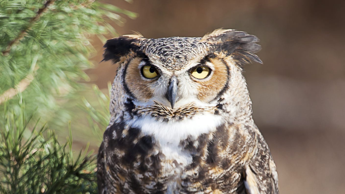 Keep your ears open for the great horned owl