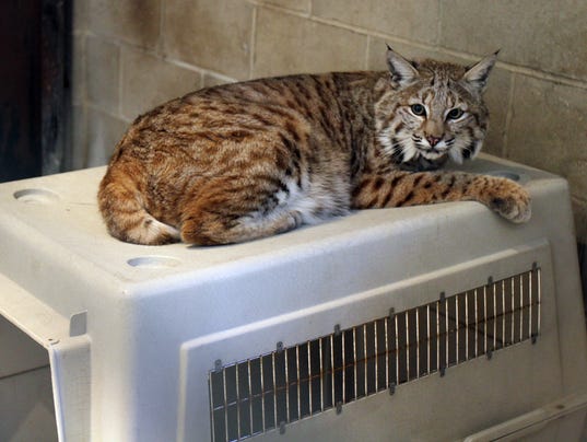 Kitty can go home — but only if he's not a bobcat