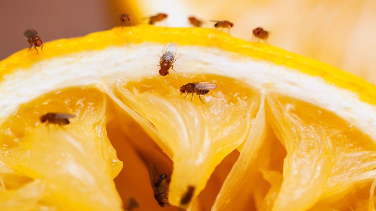 Fruit Flies Tips For Getting Rid Of Fruit Flies In Your Home And