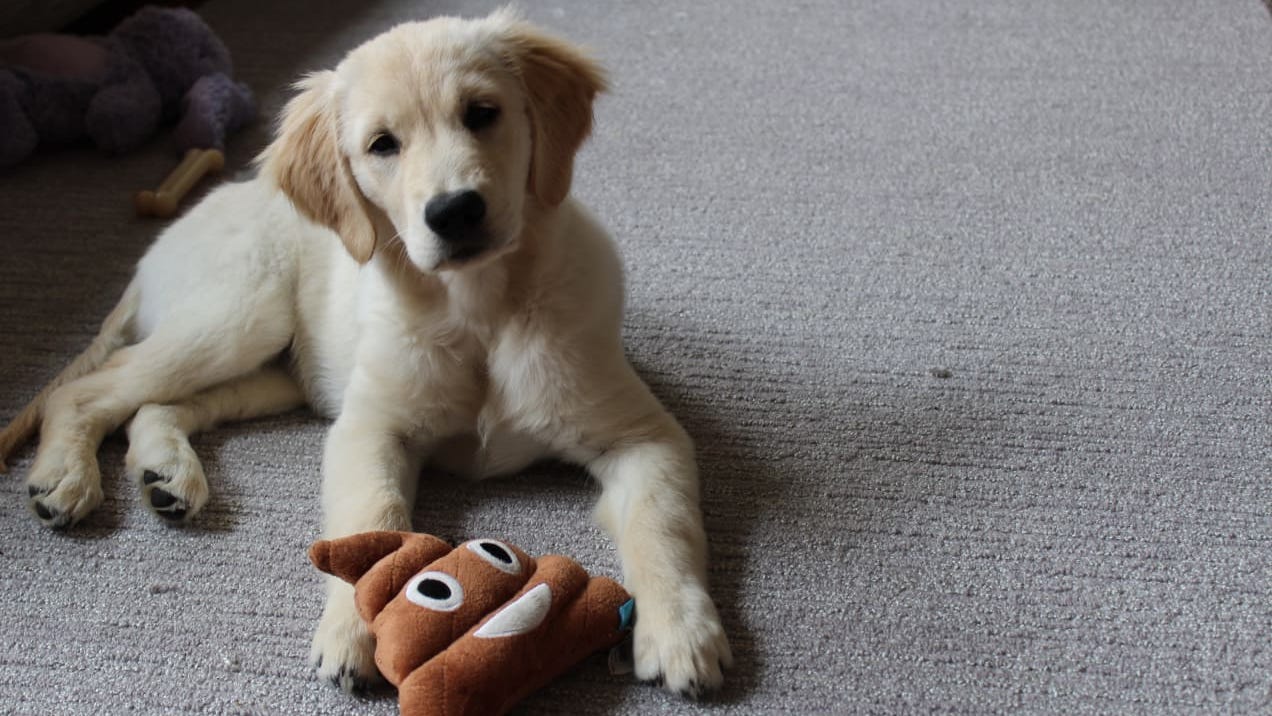 20 must-have products for new dog owners