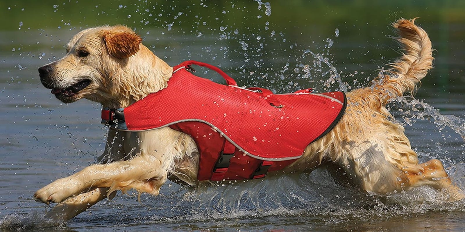 15 Top Rated Outdoor Pet Products You Can Buy At Petsmart
